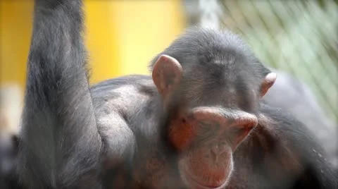 Monkey in zoo eating Stock Footage 27737759