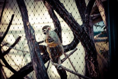 Monkey in Zoo Enclosure Foto stock