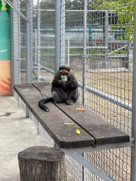 Monkey in Zoo Enclosure Stock Photos