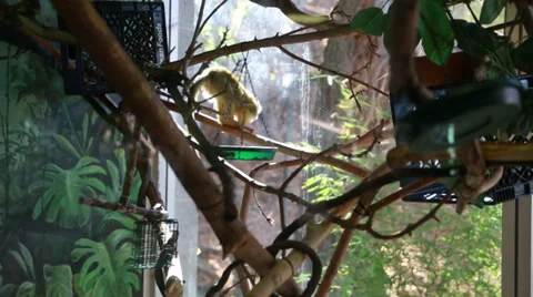 Monkey in a zoo Stock Footage 32394489