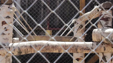 Monkey in the zoo Stock Footage 51342168