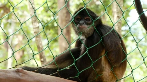 Monkey in a zoo Stock-Footage 54593037