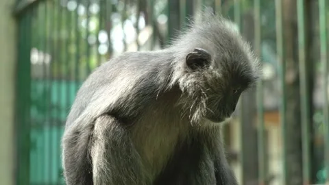The monkey at the zoo Stock Footage 144029137