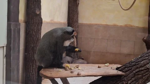 Monkey in the zoo Stock-Footage 342662664