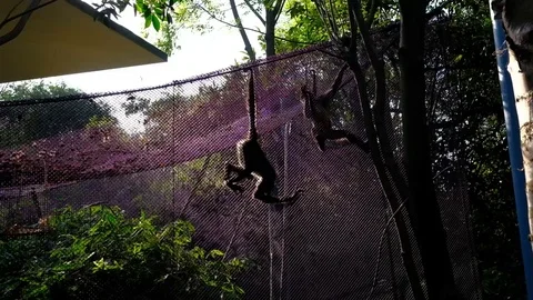 A monkey in a zoo in Mexico DF Video stock 105145088