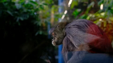 A monkey in a zoo in Mexico DF Video stock 105145089