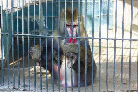 The monkey in the zoo, monkey in the cage Stock Photos