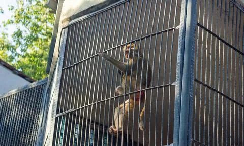 The monkey in the zoo, monkey in the cage Stock Photos