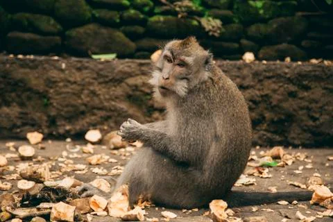 Monkey in the zoo park Stock Photos