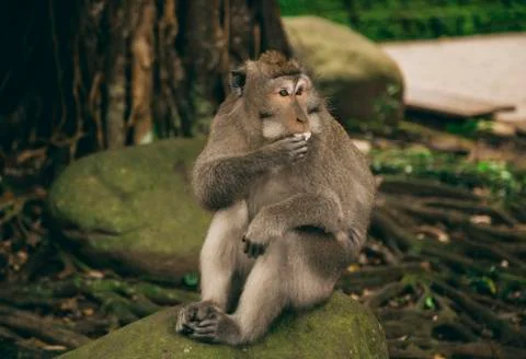 Monkey in the zoo park 스톡 사진
