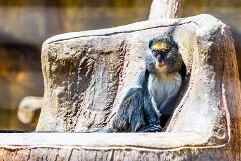 Monkey in zoo Stock-Fotos