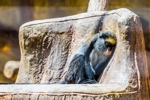 Monkey in zoo Fotos Stock