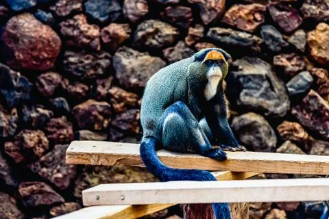 Monkey in zoo Stock Photos