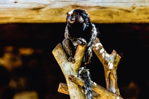 Monkey in zoo Stock Photos