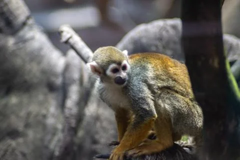 Monkey on zoo Stock Photos