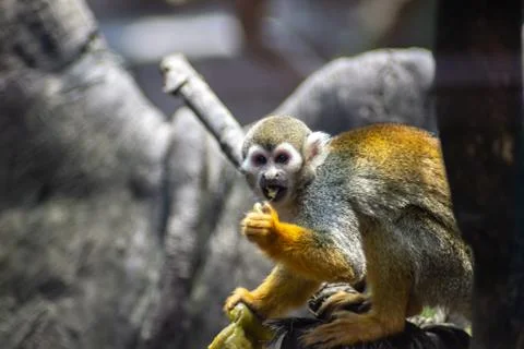 Monkey on zoo Stock Photos
