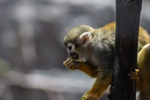 Monkey on zoo Stock Photos