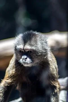 Monkey on zoo Stock Photos