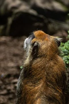 Monkey on zoo Stock Photos