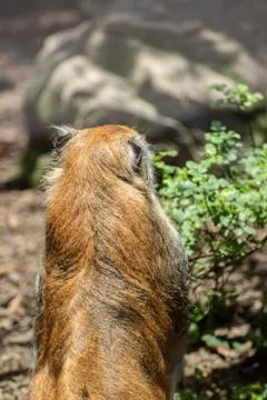 Monkey on zoo Stock Photos