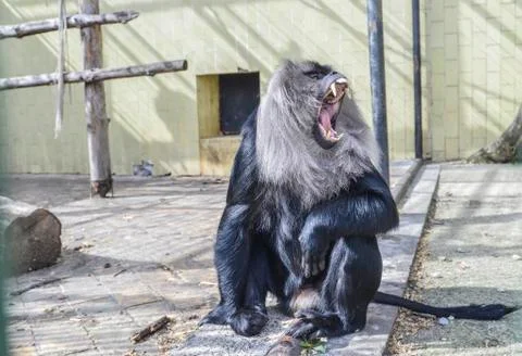 A monkey in the zoo Stock Photos