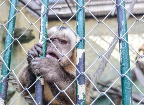 A monkey in the zoo Stock Photos