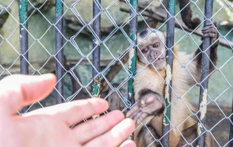 A monkey in the zoo Stock Photos