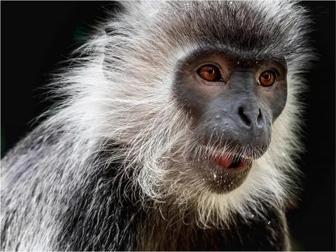 The monkey at the zoo Stock Photos