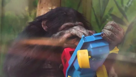 Monkey in zoo playing with plastic car Stock Footage 115938099