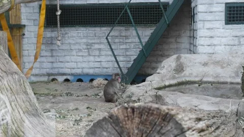 Monkey in the zoo sits looking at visitors Stock Footage 280205578