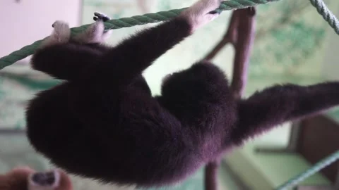 Monkey in the zoo vertical video Stock Footage 258988788