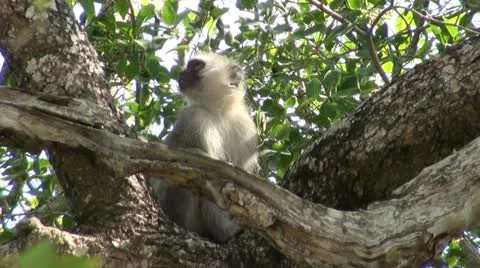 Monkey1 Stock Footage 11070881