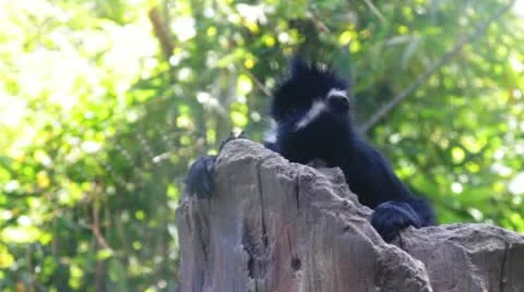 Monkey2 Stock Footage 10882099