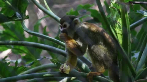 Monkey3 Video stock 10881283