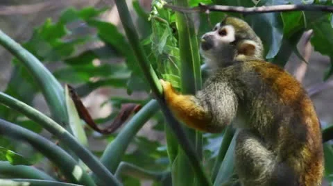 Monkey4 Stock Footage 10882277