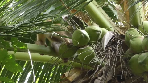 Monkey4 Stock Footage 112344035