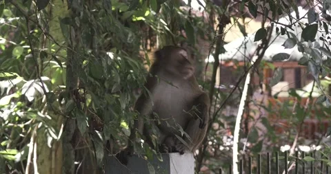 Monkey_sitting Vídeo Stock 237215634