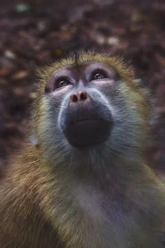 Monkey.jpg Stock Photos
