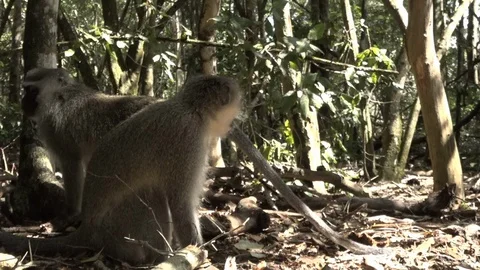 Monkeyland Primate Sanctuary in Plettenberg Bay, South Africa Stock Footage 106321189