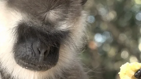 Monkeyland Primate Sanctuary in Plettenberg Bay, South Africa Stock Footage 106358336