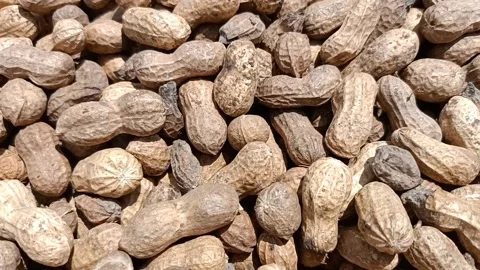 Monkeynuts beans Stock Footage 202603682