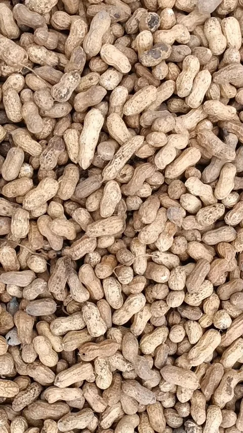 Monkeynuts legume beans Stock Footage 203845957