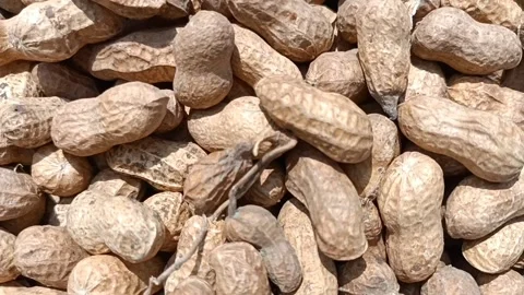 Monkeynuts legume Stock Footage 202603715