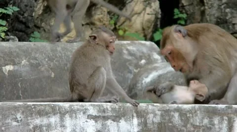 Monkeyplaying_footage_hd.mov Stockbeeldmateriaal 11953903