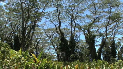 Monkeypod tree branches Stock Footage 986046