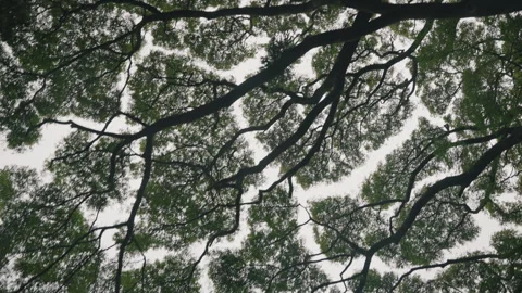 Monkeypod Tree with Camera Looking Up From Below 4K Stock Footage 267048353
