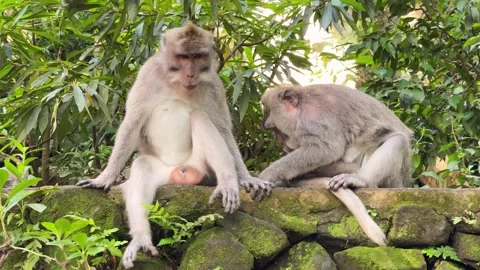 Monkeypox. Epidemic 2022. Monkey female cleans her male from insects Stock Footage 195670459