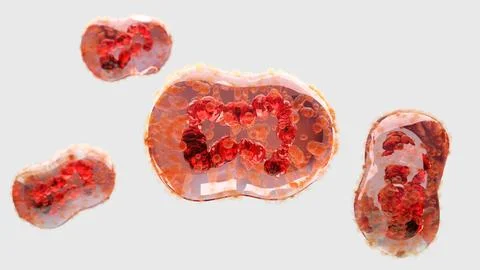 Monkeypox infection pandemic. monkeypox cell, symptoms or precautions, variant 스톡 일러스트