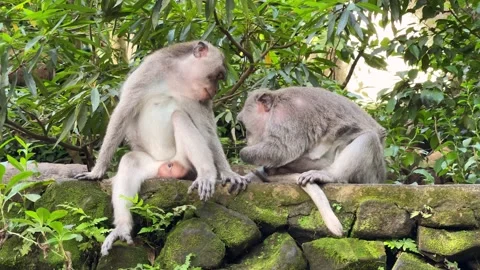 Monkeypox. Monkey female cleans her male from insects, holding cub in her arms Video stock 200837103