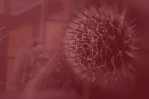 Monkeypox virus. Red background. Outbreak concept. Virus transmitted to human Foto stock